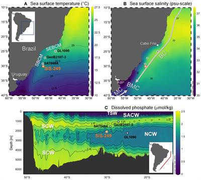 Surface fertilisation and organic matter delivery enhanced carbonate dissolution in the western South Atlantic